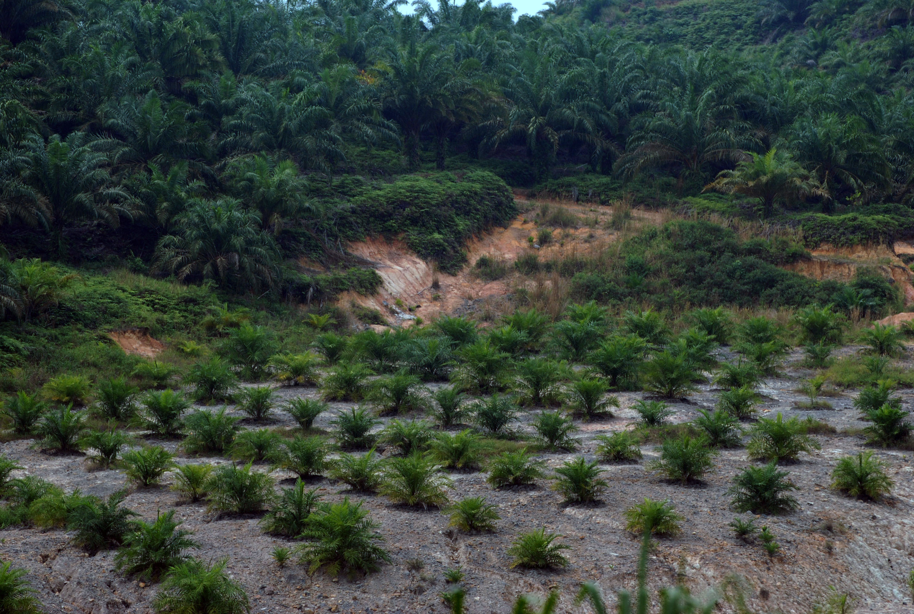 Areal perkebunan kelapa sawit PT Tri Bakti Sarimas (TBS) di Kabupaten Kuantan Singingi, Riau.