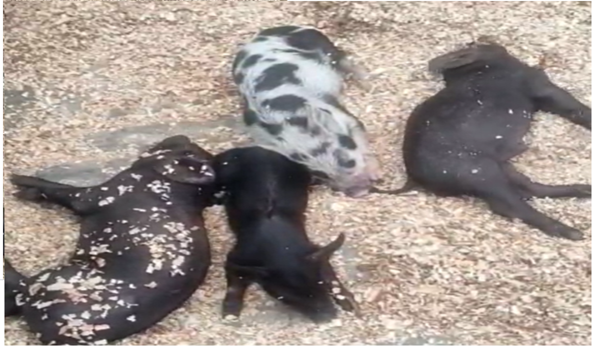 Puluhan ekor babi di Kabupaten Sikka yang mati mendadak beberapa waktu lalu. 