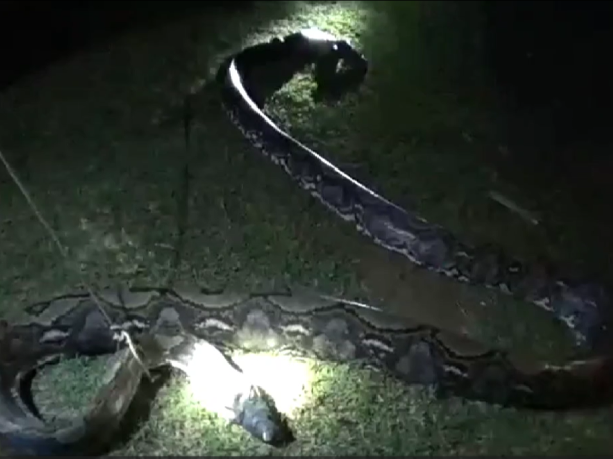 Ular piton yang ditangkap warga.