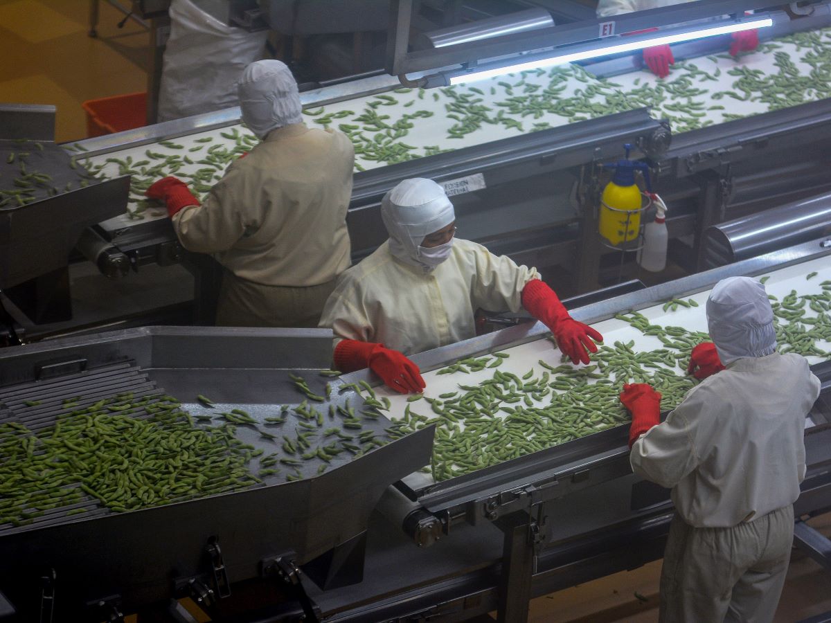 Tiga pekerja mengolah kedelai sayur (edamame) di PT Gading Mas Indonesia Teguh (GMIT) di Jember, Jawa Timur, Rabu (17/1/2024).