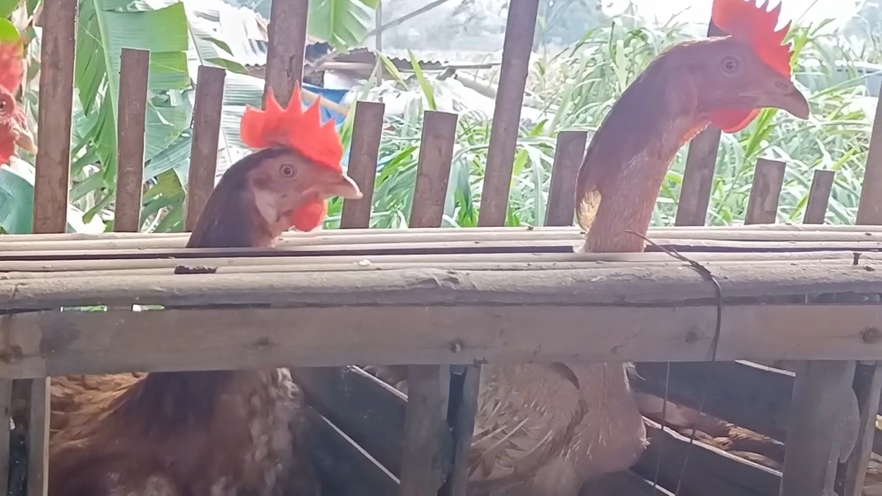 Investigasi Temukan Risiko Keamanan Makanan dan Kekejaman Hewan pada Rantai Pasok Gerai Kopi Ternama