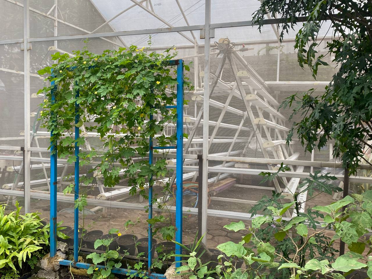 Kampung Berkebun yang berada di RW 01, Kelurahan Kebon Gedang, Kecamatan Batununggal, Kota Bandung