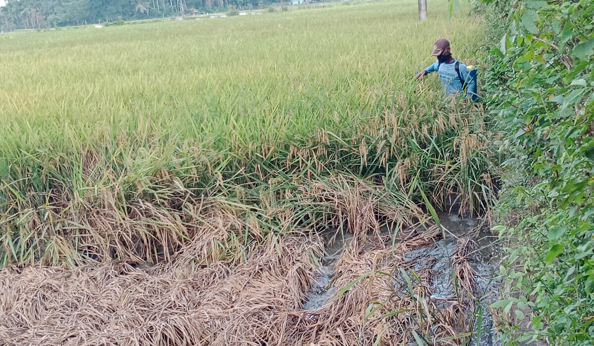  GANGGUAN hama wereng cokelat terhadap tanaman padi musim rendengan  di Aceh.