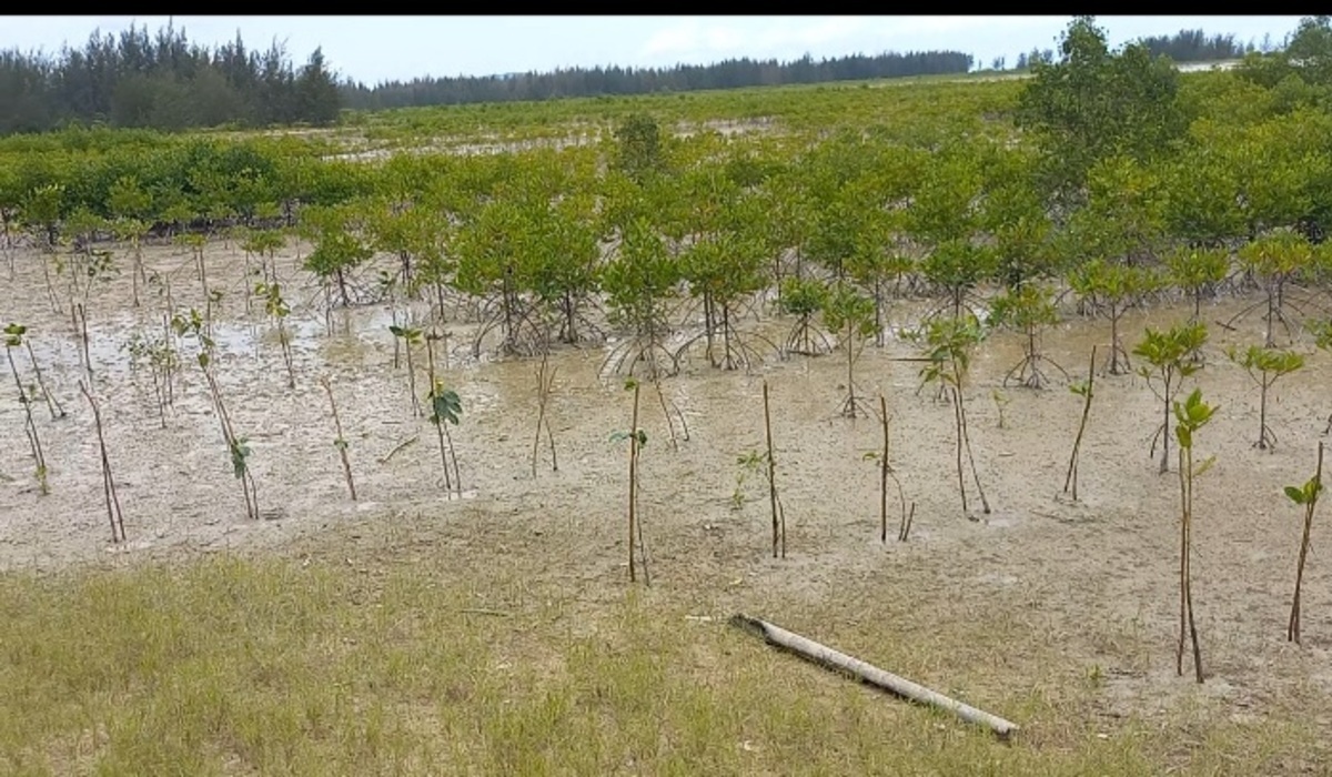 Sekjen KLHK Pimpin Penanaman Mangrove di Bali