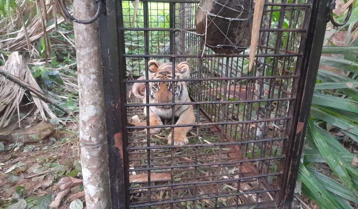 SEEKOR harimau Sumatra masuk perangkap di Kabupaten Aceh Selatan, Aceh.