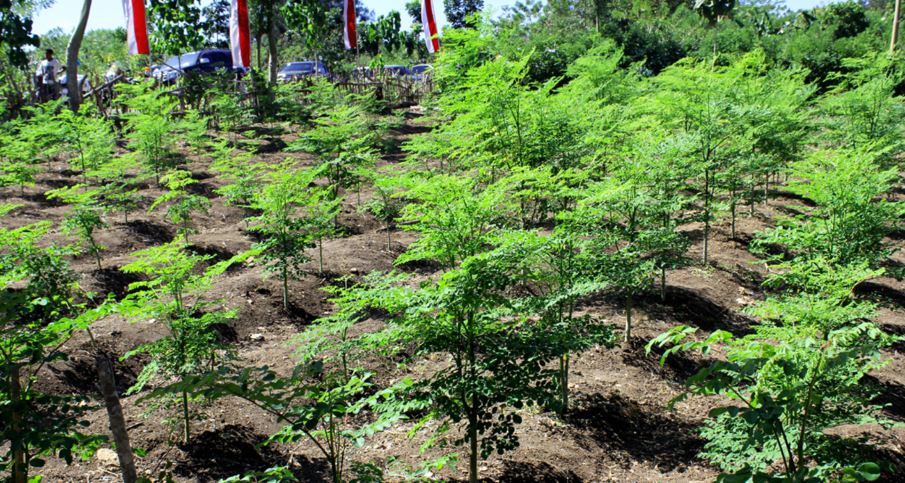 Manfaat Daun Kelor bagi Kesehatan, Baik untuk Mencegah Kanker