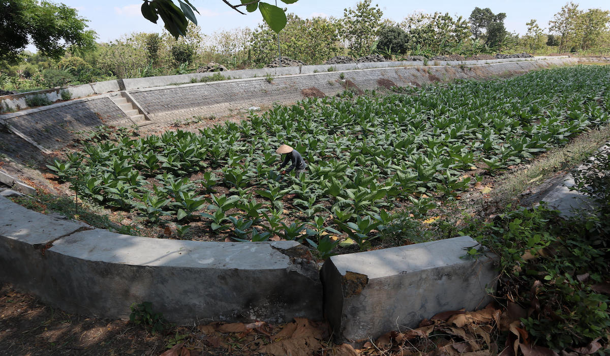 Petani di ladang tembakau terancam 