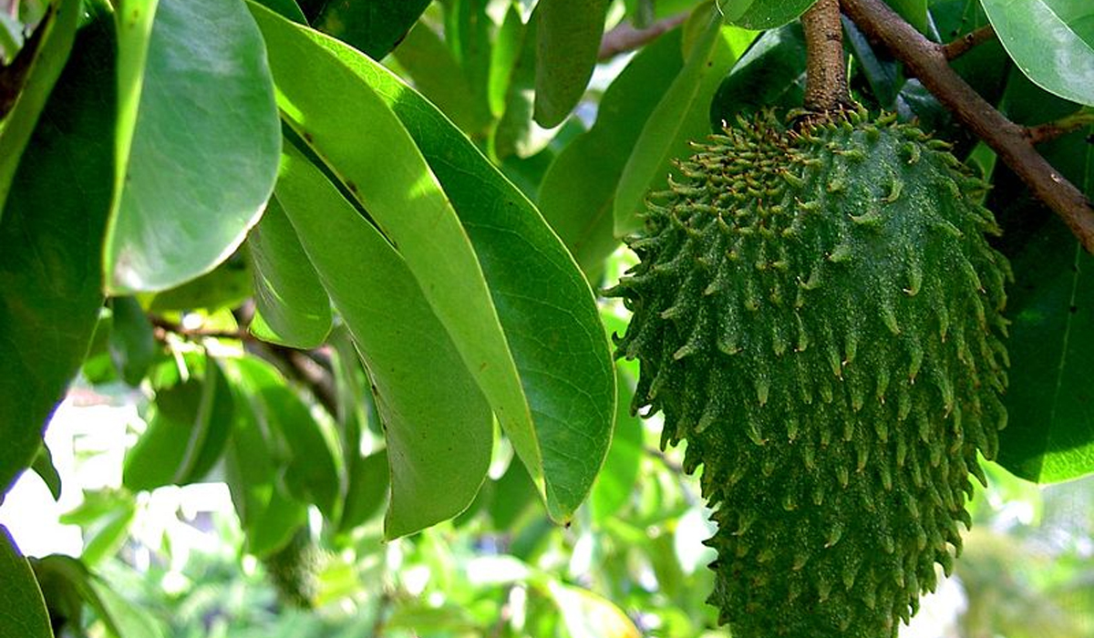 Ilustrasi, berikut mantaaf daun sirsak untuk kesehatan tubuh yang dimana bisa mengobati oenyakit kronis dan mengobati insomnia