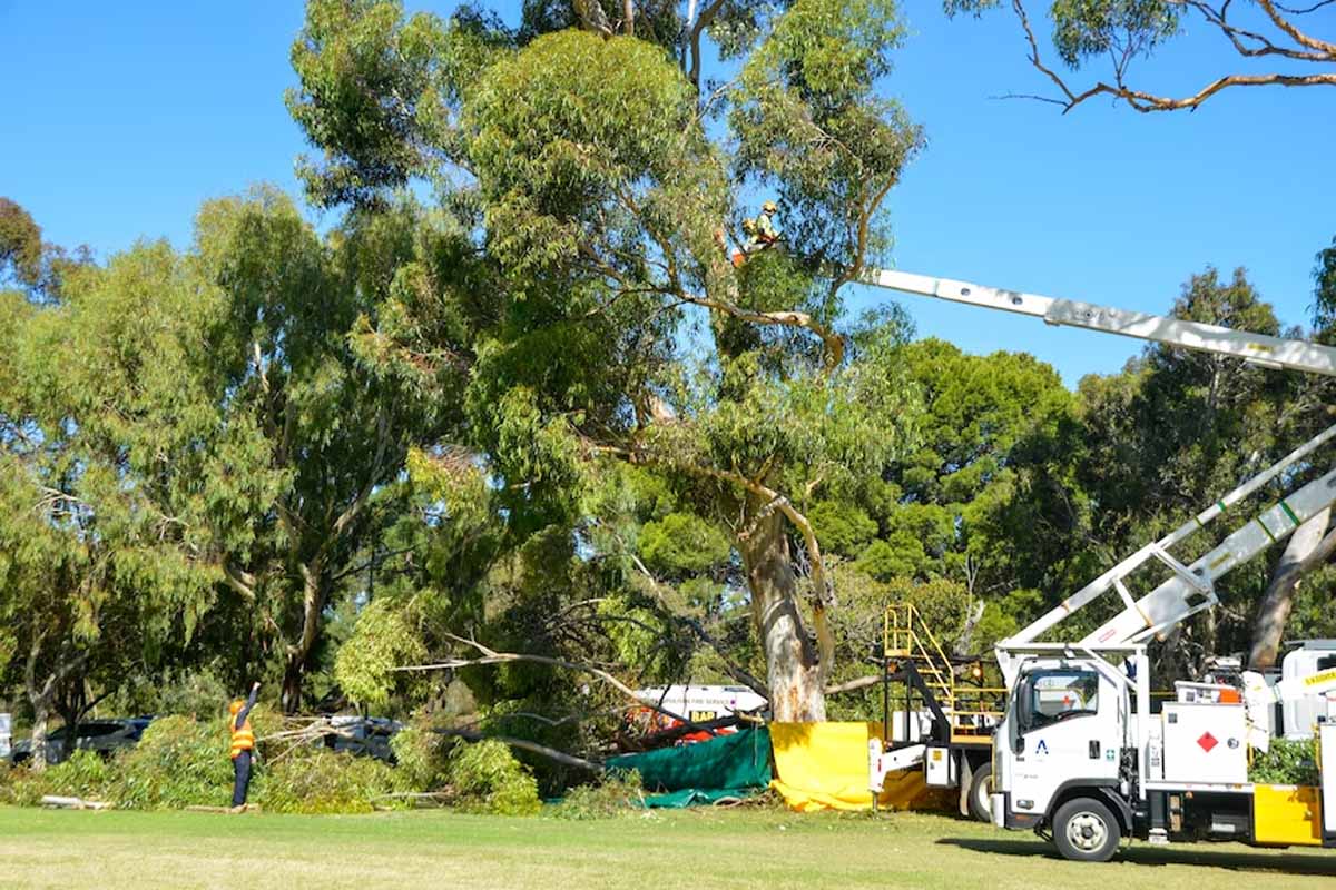 Keluarga  Alifia Soeryo, menuntut jawaban Dewan Kota Adelaide, atas peristiwa tewasnya mahasiswi tersebut.