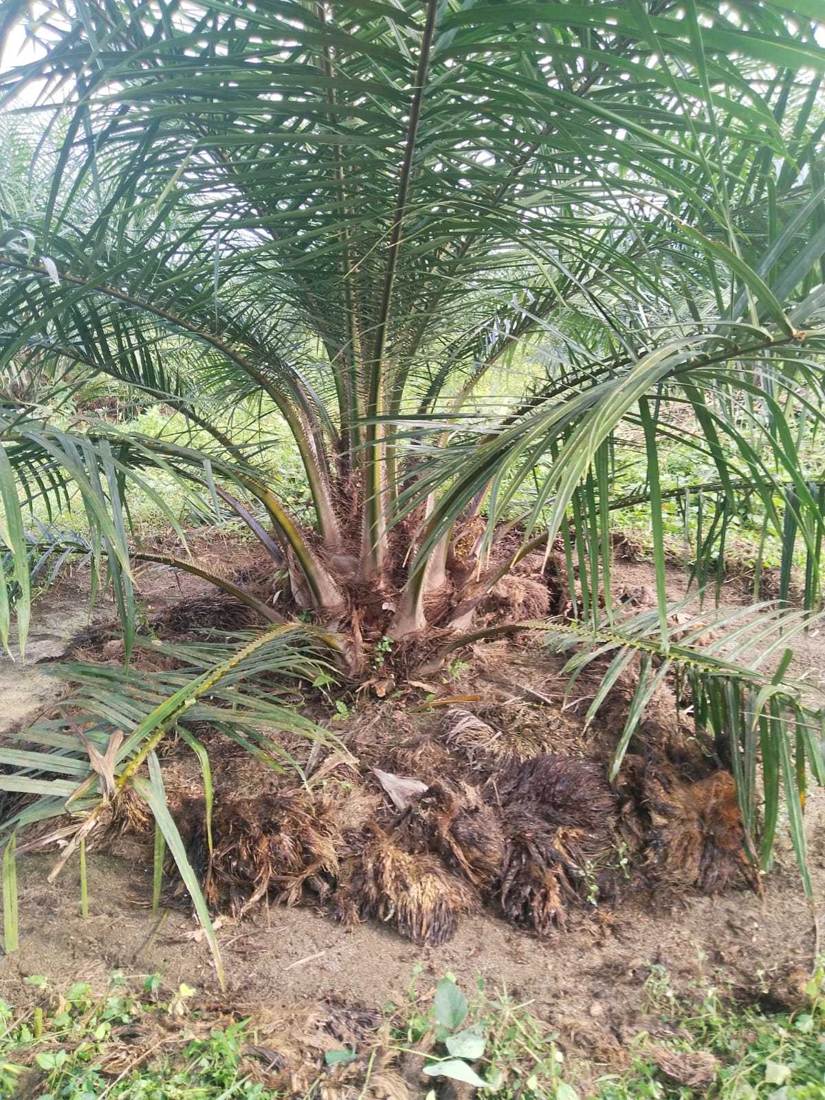 Tanaman sawit di Kebun Bangun