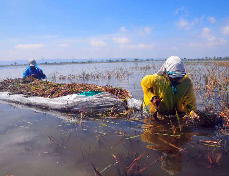 Petani berjalan di sawah yang terkena banjir.