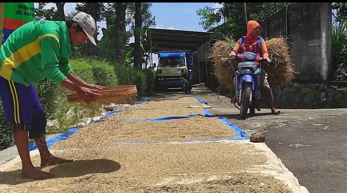 Kepala Bapanas memprediksi harga beras akan terkoreksi turun menyusul masa panen sejumlah daerah di Jawa Tengah, akhir Februari hingga Maret