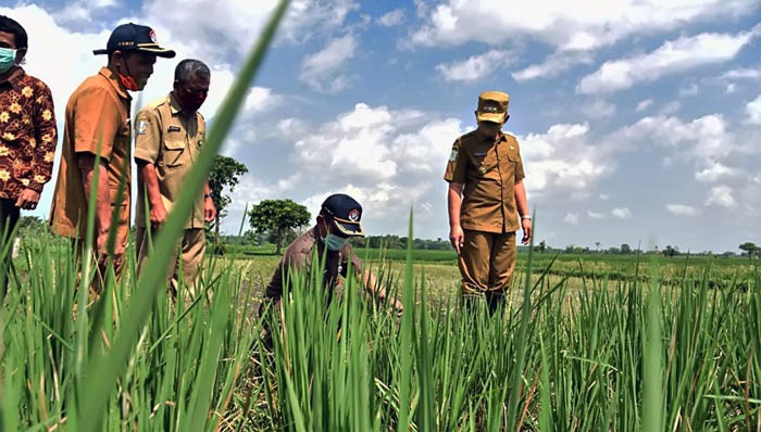  Penyuluh CSA mendampingi petani Pinrang.
