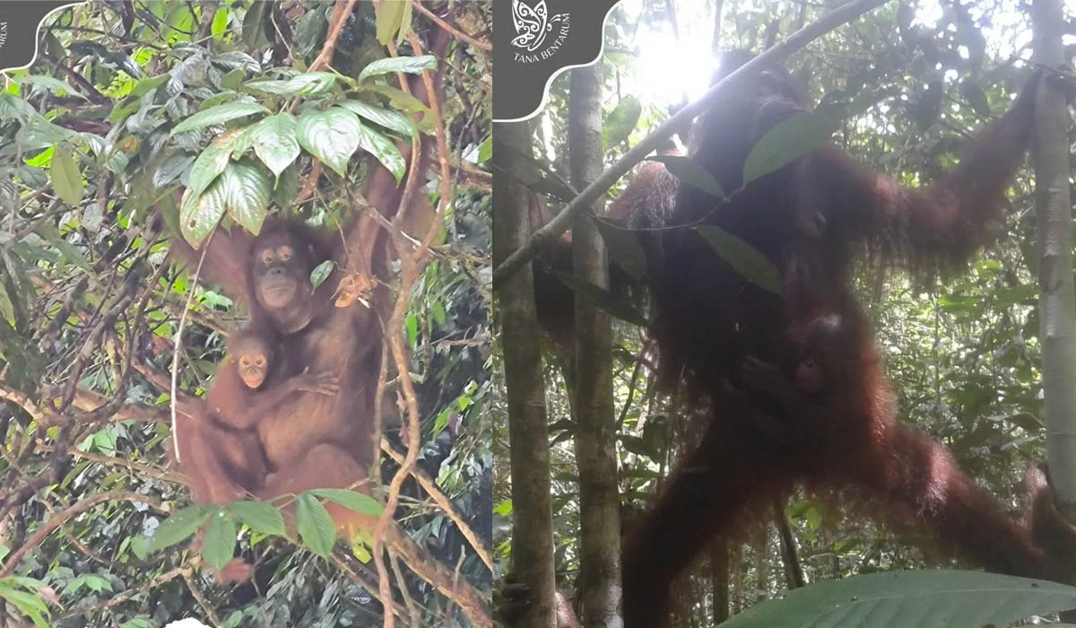 Menteri LHK Siti Nurbaya mengatakan kelahiran orangutan di habitat aslinya menunjukan kelestarian orangutan Kalimantan.