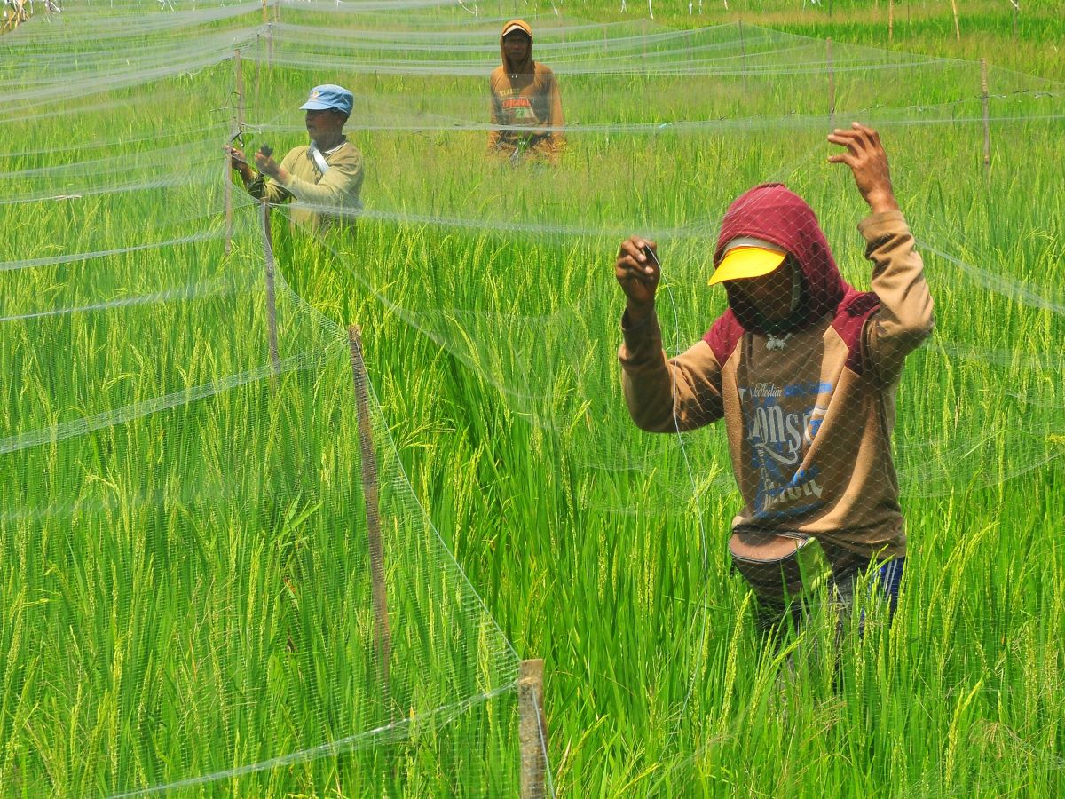 BUMN Dapat Menjadi Katalisator bagi Koperasi