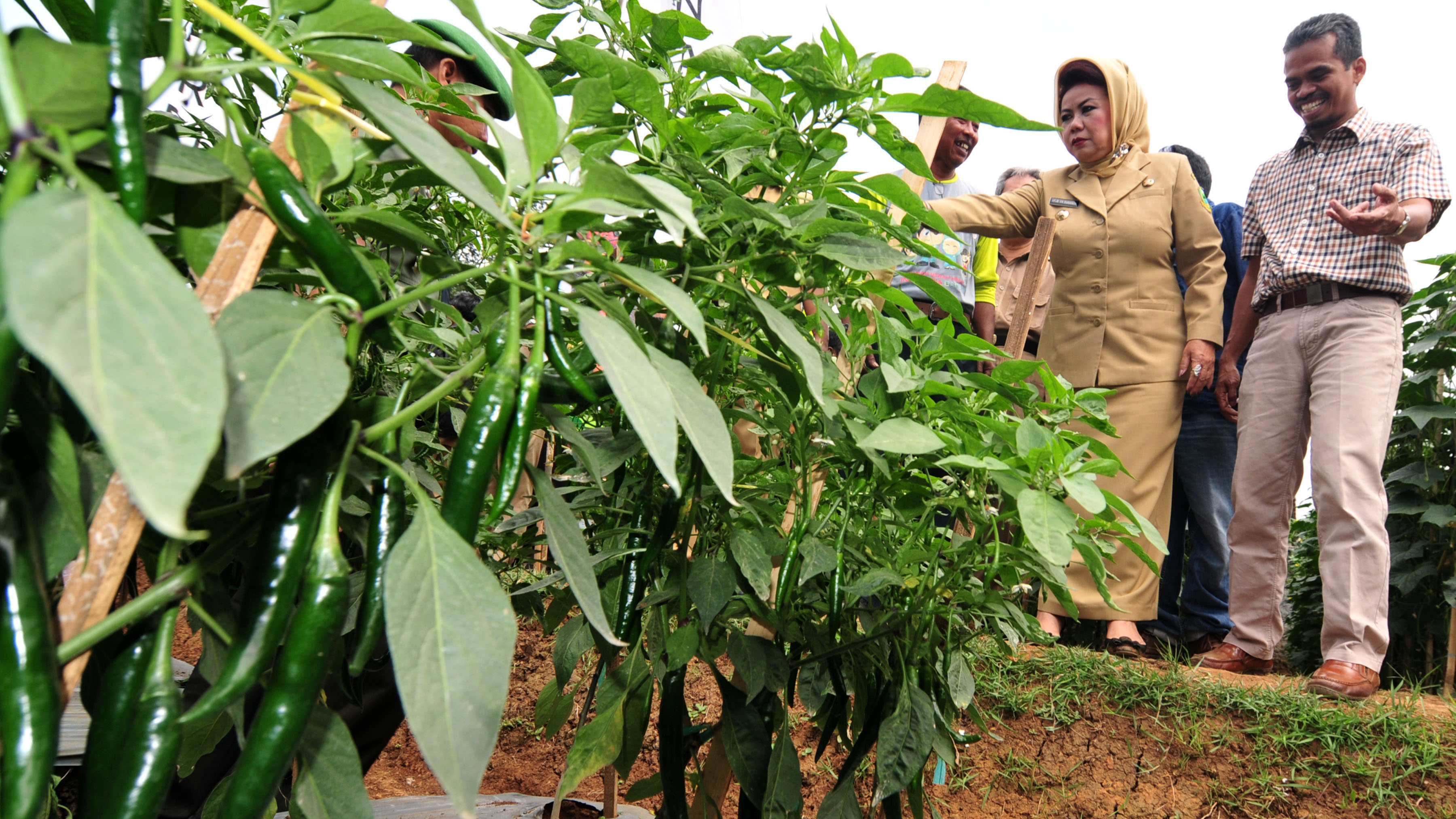 Tanaman cabai petani di Kabupaten Kuningan