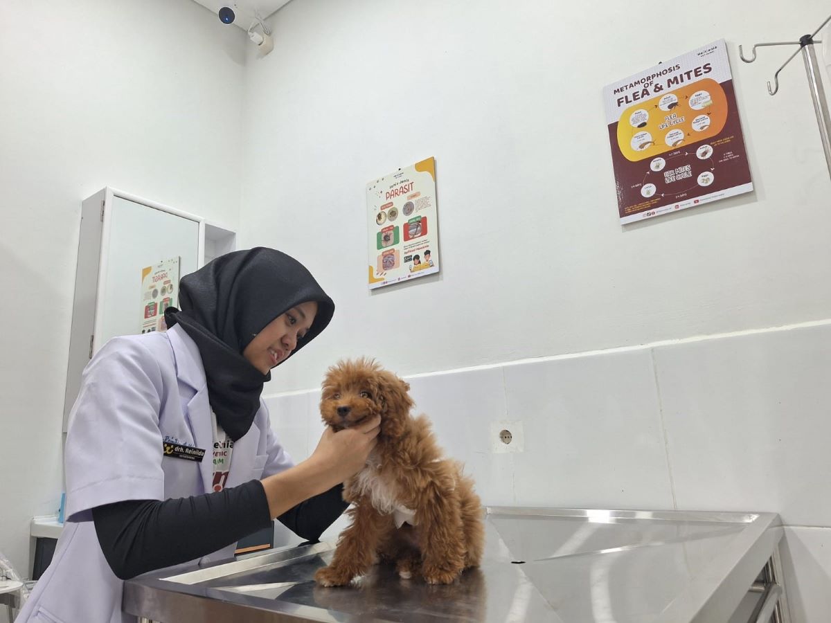 Dokter hewan Reinilda Awina di Hewania Vet Clinic Aerium tengah memeriksa anjing peliharaan.