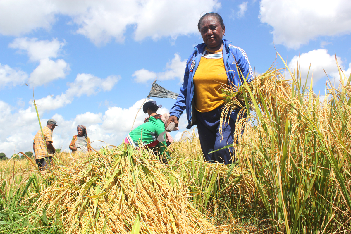 Curah Hujan Normal, Musim Tanam Oktober Maret di Ende Berlanjut