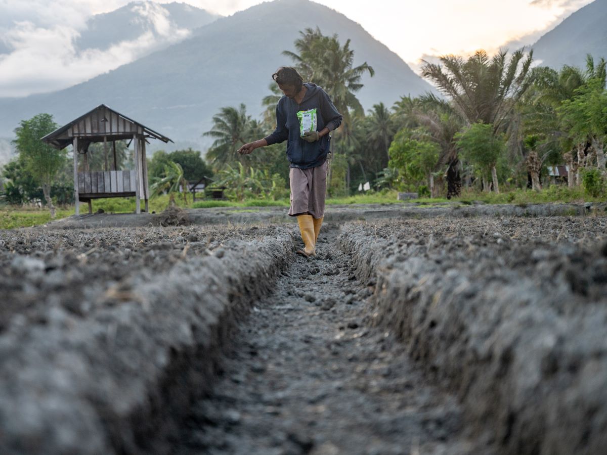 Petani menebar bibit tanaman di atas lahannya di Desa Sunju, Sigi, Sulawesi Tengah, Minggu (7/1/2024).
