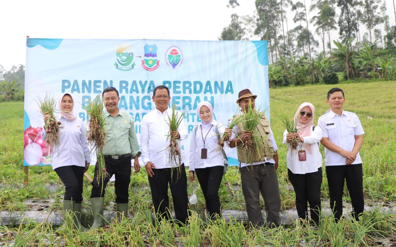 Panen bawang merah batu di Kecamatan Cigedug, Kabupaten Garut