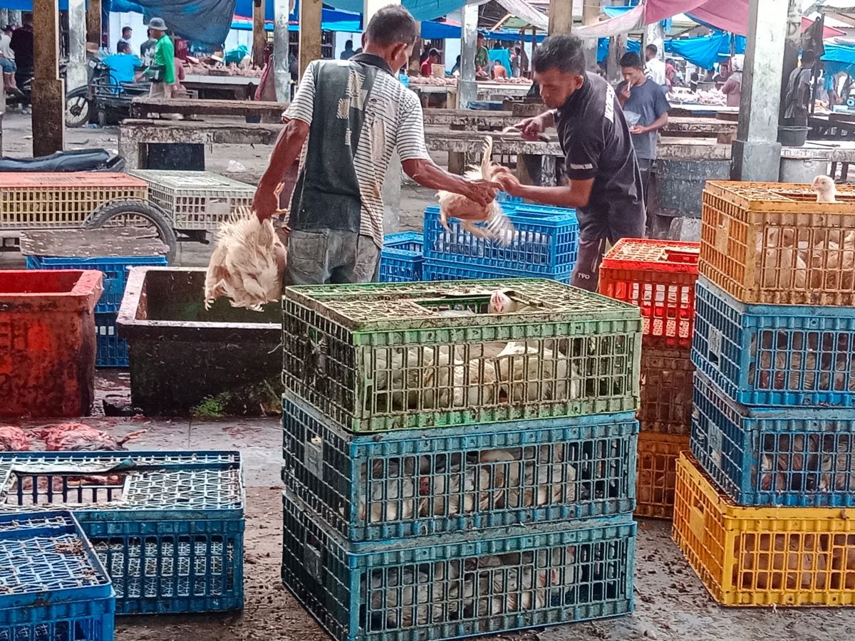 Aktivitas pasar ayam potong di Kota Sigli, ibu kota Kabupaten Pidie. 