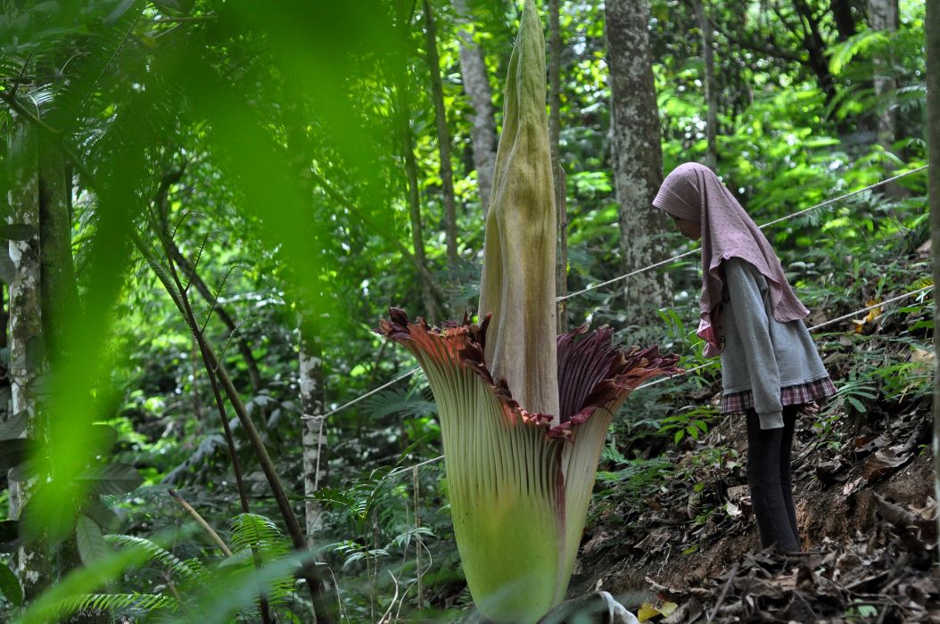 Seorang anak mengamati bunga Amorphophallus Titanum di Taman Konservasi Puspa Langka, Kabupaten Kepahiang, Bengkulu