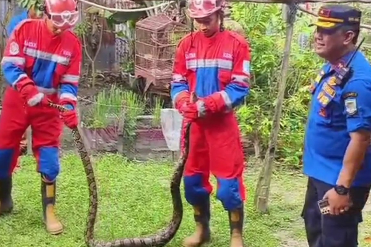 Petugas damkar Jambi mengevakuasi ular piton.