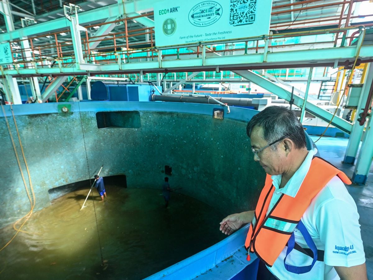Leow Ban Tat, CEO dan pendiri peternakan ikan Aquaculture Center of Excellence (ACE) Farm Eco Ark, melihat para pekerja membersihkan tangki.