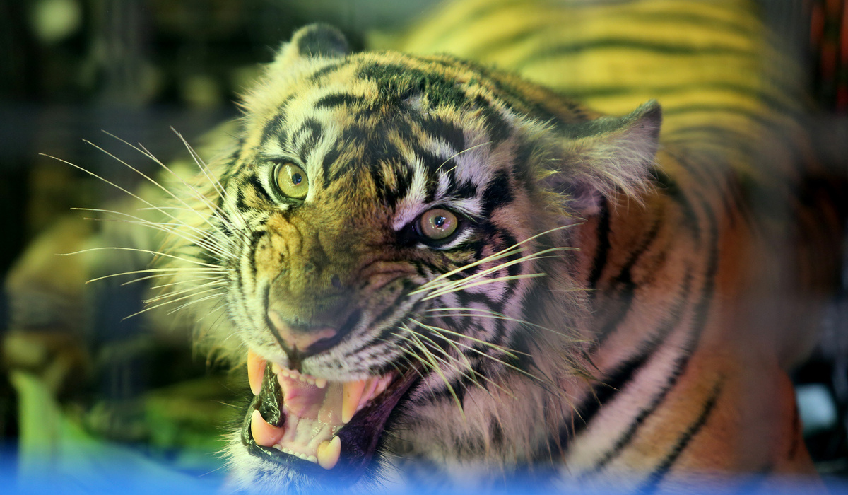 Harimau Sumatra (Panthera tigris sumatrae).