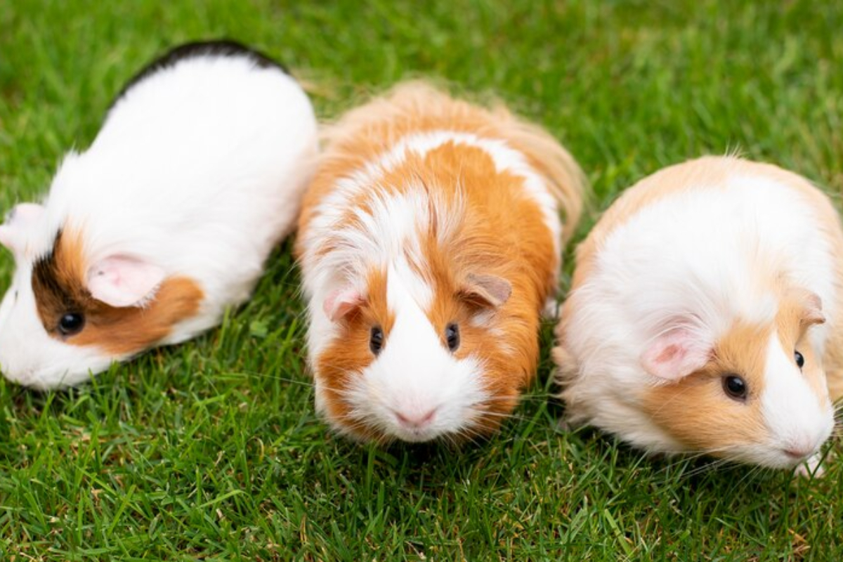 Ilustrasi, berikut cara merawat hamster yang baru melahirkan dan bayinya, kalian harus lalukan hal ini selama dua minggu