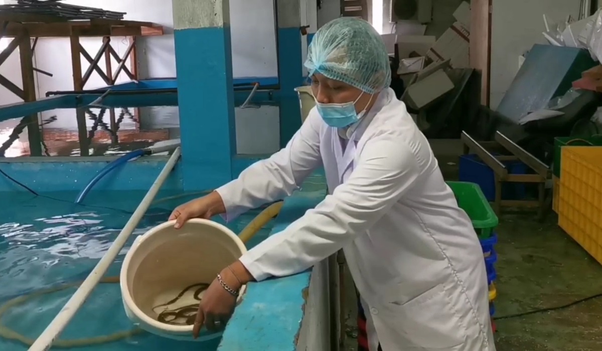 Peternak belut di Sidoarjo, Jawa Timur