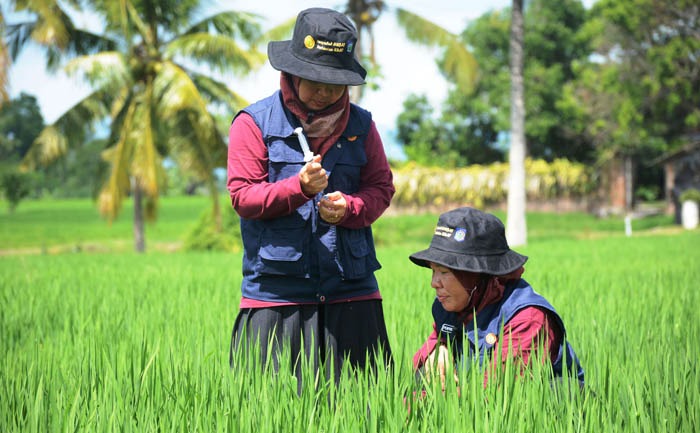  Penyuluh BPP Praya mengukur emisi gas rumah kaca pada varietas Inpari 32.