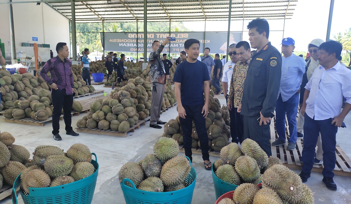 Potensi ekspor durian Sulawesi Tengah