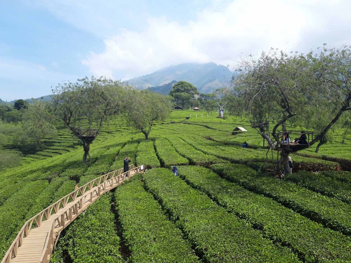 PTPN XII di Kecamatan Lawang, Kabupaten Malang, Jawa Timur.