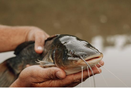 Bagaimanapun juga area budidaya ikan lele harus terus dipantau keamanannya dengan perangkat kamera.