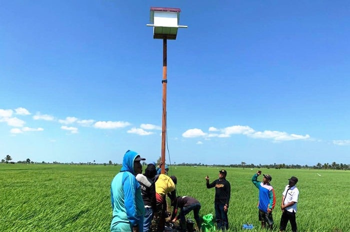 Petani membangun rumah burung hantu sebagai upaya memberantas hama tikus di Banyuasin, Sumatera Selatan. 
