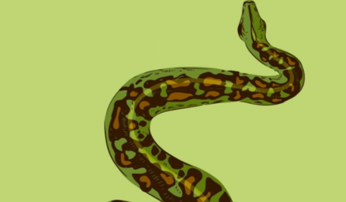 Ilustrasi Ular Sanca.