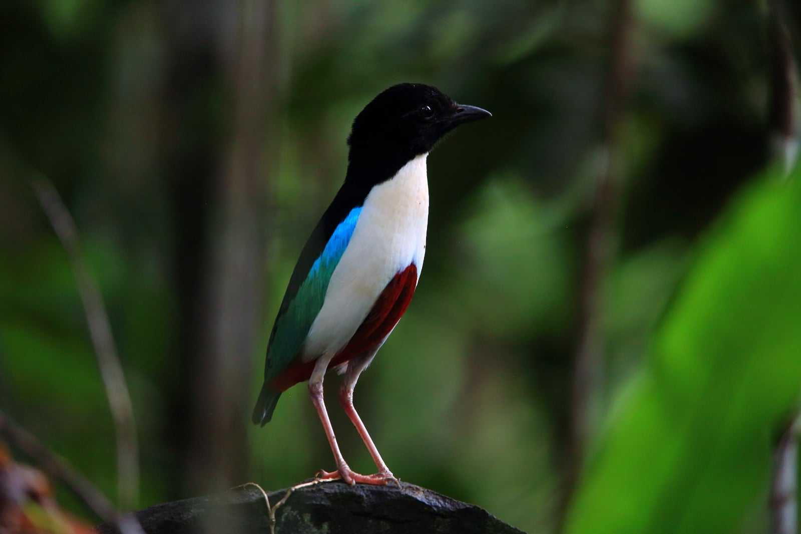 Burung Pitta Paok Morotai (Pitta Morotaiensis). 