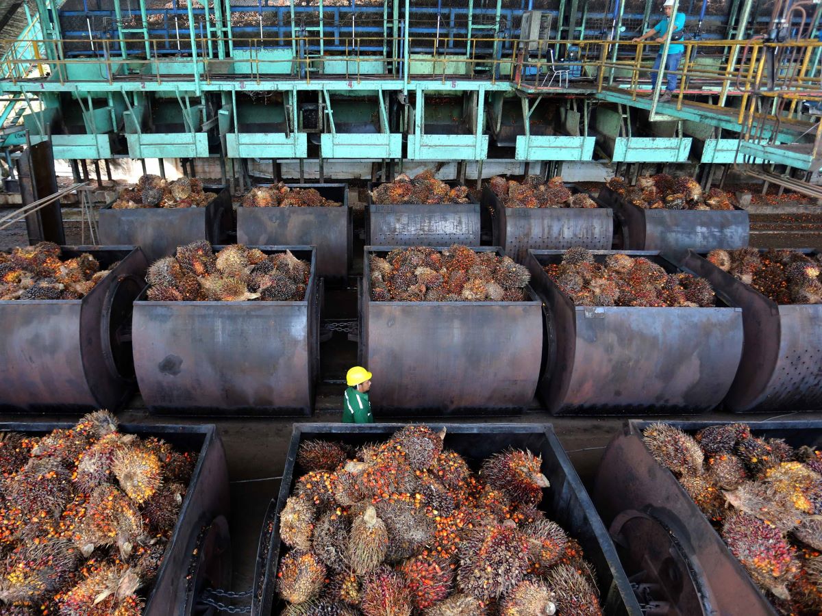 Karyawan mengawasi proses pemasukan tandan buah segar (TBS) kelapa sawit ke dalam mesin untuk pengolahan minyak sawit mentah.