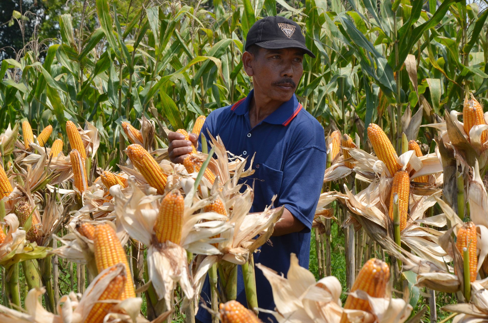 Petani memanen jagung di Desa Mojorejo Kecamatan Modo, Lamongan, Jatim.