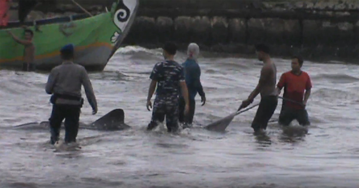 TNI, Polri, dan nelayan berhasil mengevakuasi hiu tutul sepanjang 5 meter ke tengah laut setelah tidak sengaja tersangkut jaring nelayan.
