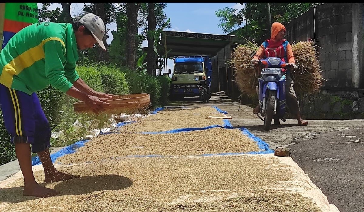 Ilustrasi panen padi