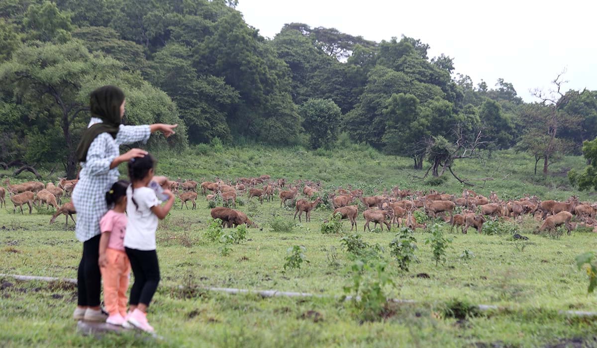 Wisatawan melihat kawanan rusa timor (cervus temorensis)di Savana Bekol, Taman Nasional Baluran, Situbondo.
