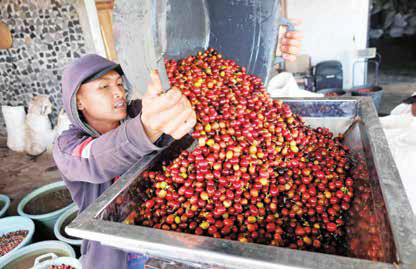 Pekerja memasukkan kopi arabika gunung Sindoro ke mesin giling di Desa Kwadungan, Temanggung, Jawa Tengah, beberapa waktu lalu.