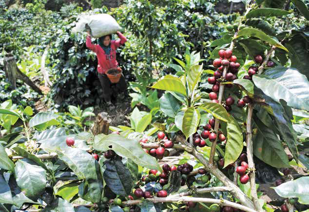 Pekerja membawa kopi jenis arabika di lereng Pegunungan Argopuro Situbondo, Jawa Timur, beberapa waktu lalu.