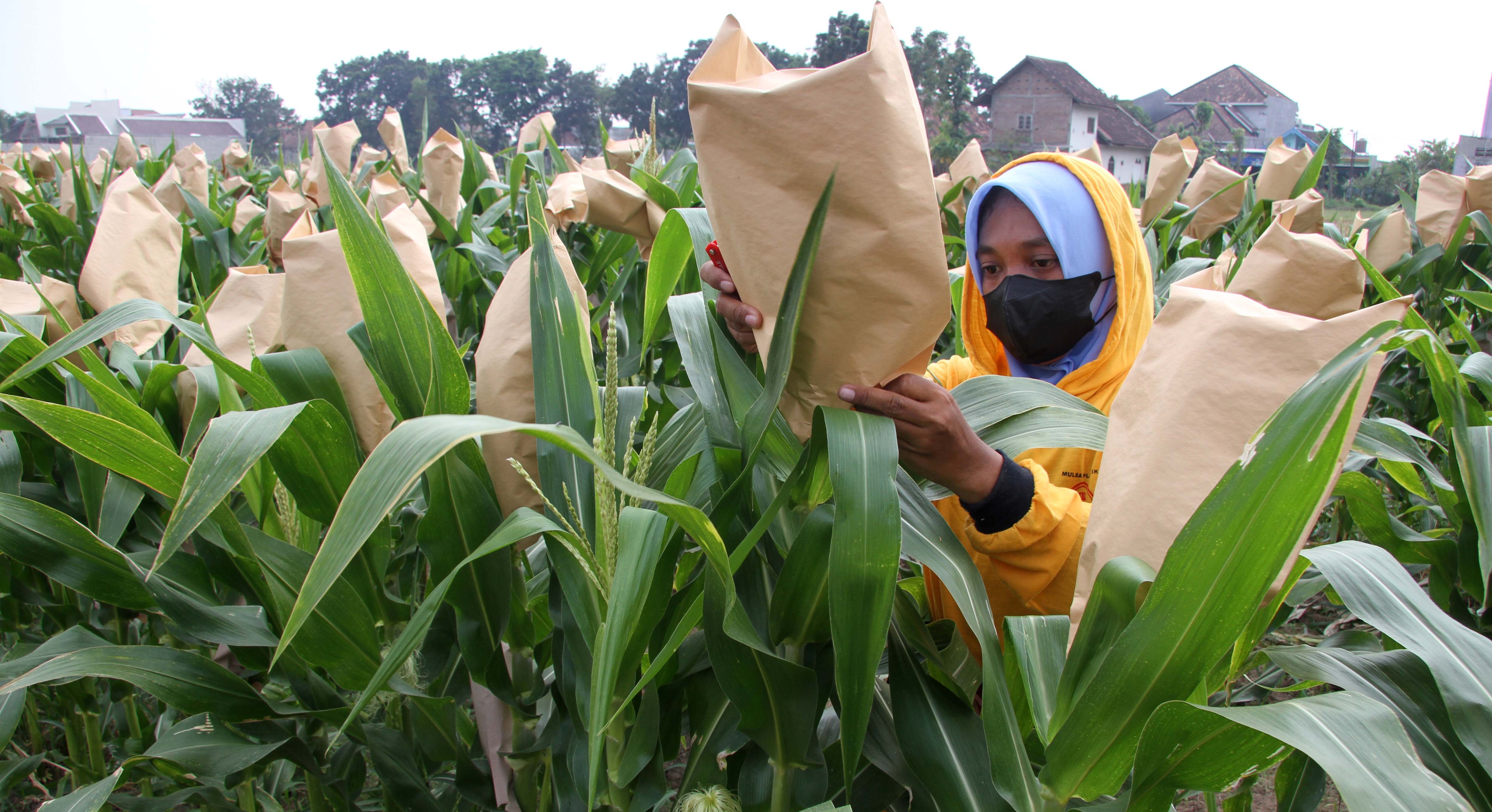 Majalengka akan Menambah Luas Areal Tanaman Jagung