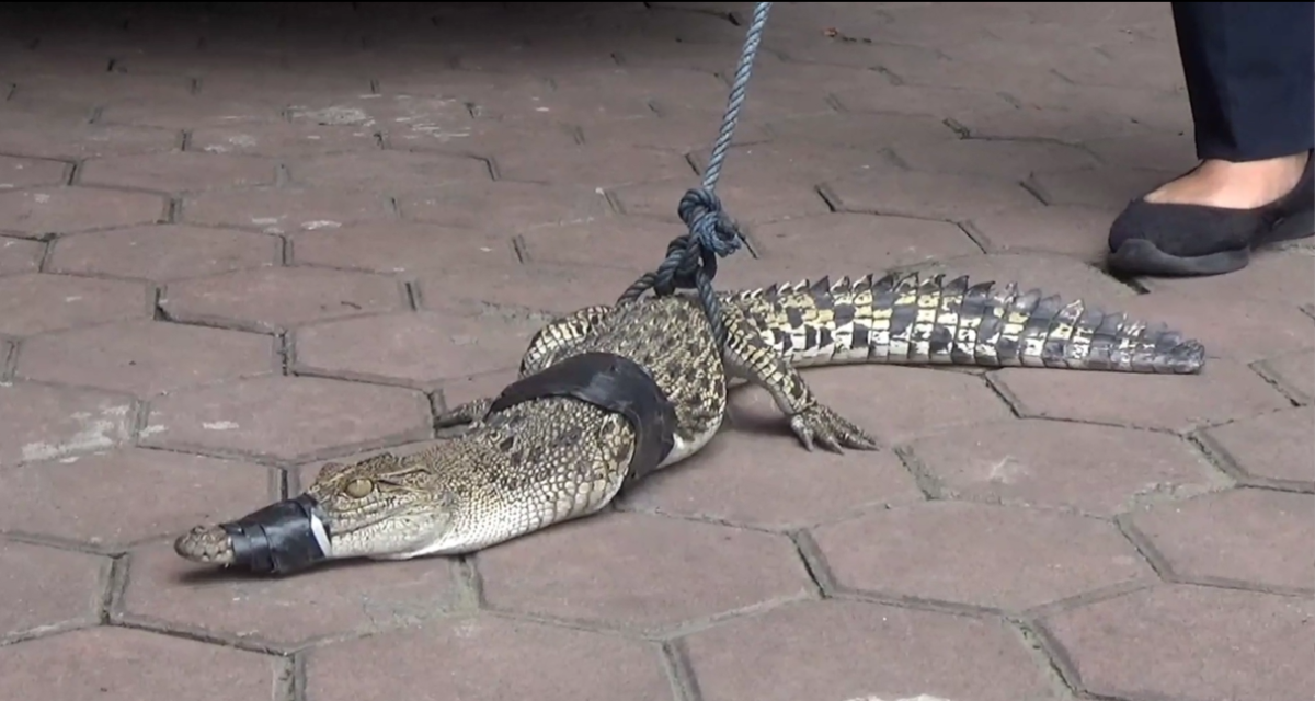 Anak buaya yang dievakuasi.