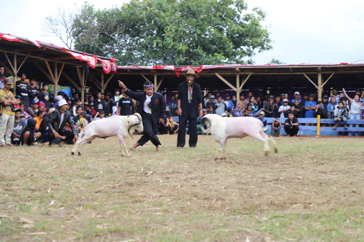 Pagelaran seni ketangkasan domba Garut