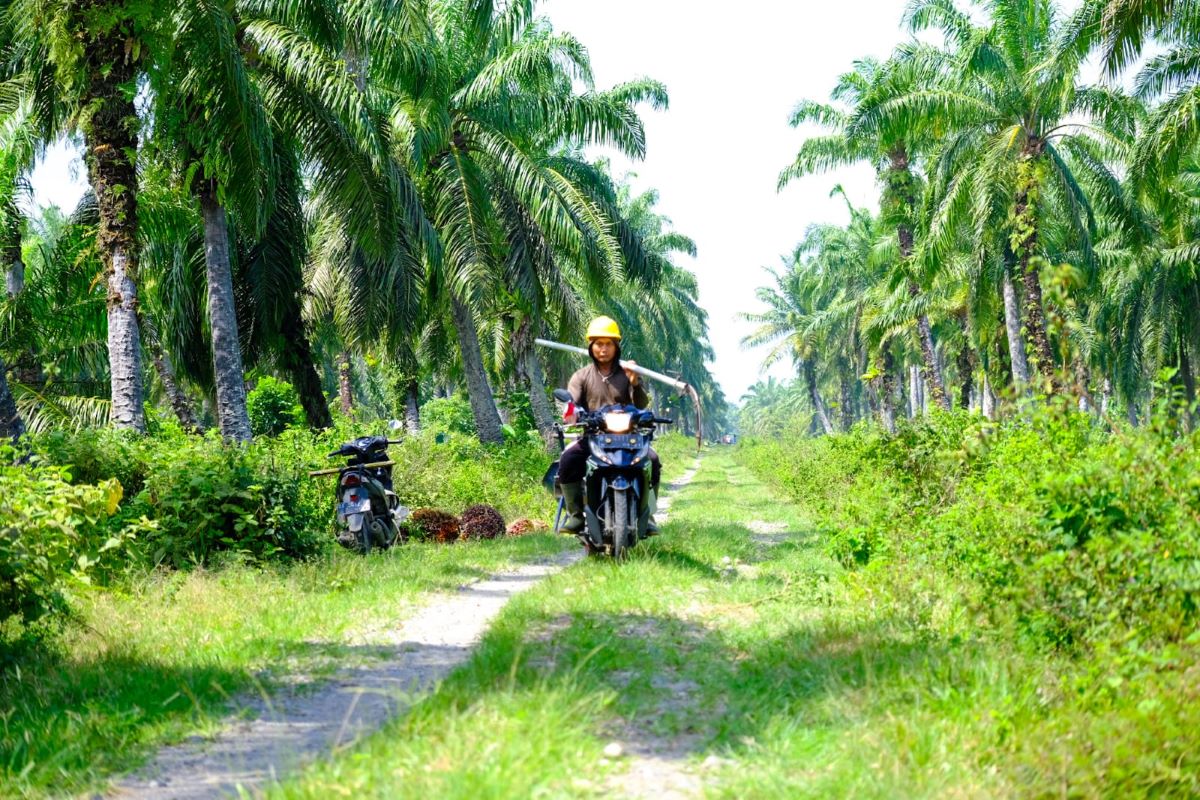 Petani sawit mengendarai sepeda motor di kebun sawit.