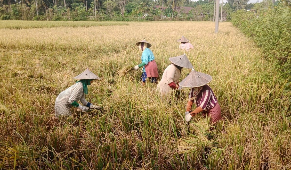 Belum Teratasi Hama Wereng Cokelat Petani di Aceh Digerogoti Lagi Penyakit Kresek.